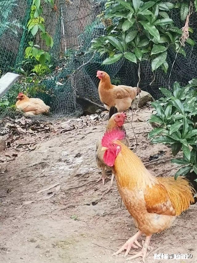 我家养了三千只土鸡，但没有销售渠道，我该怎么去销售