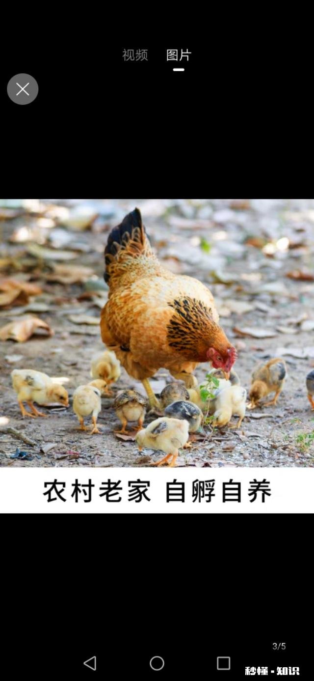 我家养了三千只土鸡，但没有销售渠道，我该怎么去销售