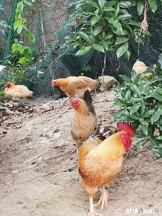 我家养了三千只土鸡，但没有销售渠道，我该怎么去销售