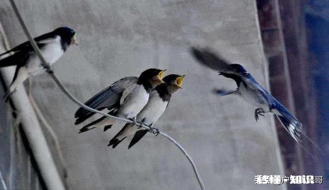 农村俗语“燕子不进苦寒门,家狗不咬新女婿”,真有灵性吗