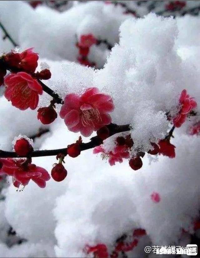 如今还有多少人自己写春联呢,你怎么看