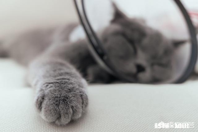 猫癫痫病的治疗方案是什么