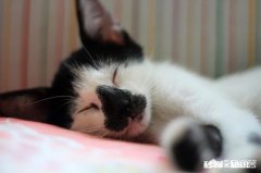 猫癫痫病的治疗方案是什么