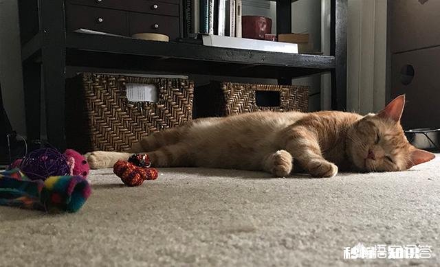 猫癫痫病的治疗方案是什么