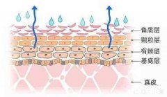 角质层过薄的肌肤该如何修复