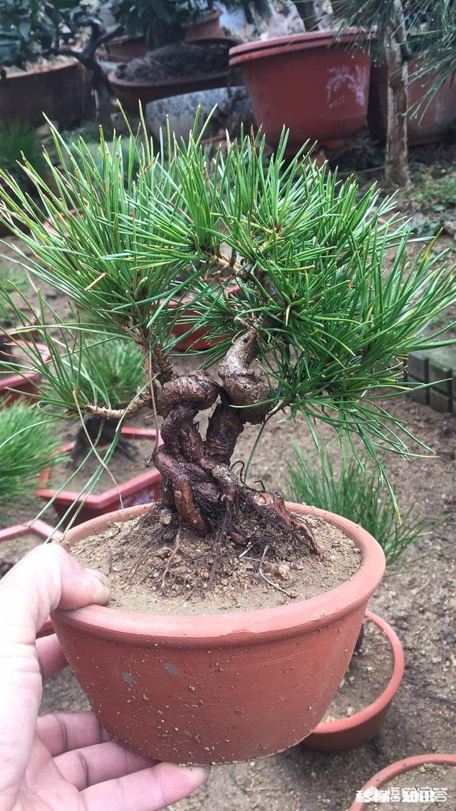 为什么人总是爱回忆过往的事