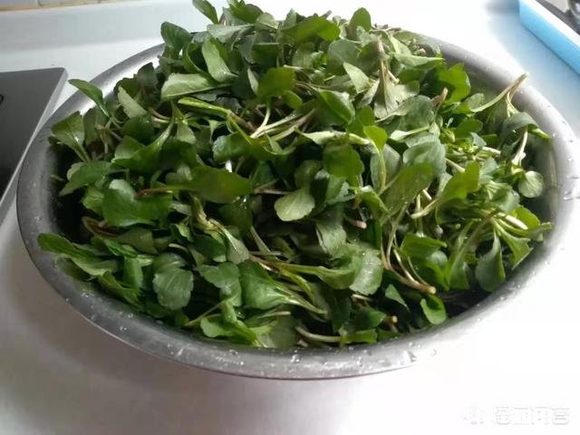 春天来了，你准备好去挖野菜，去踏青了没