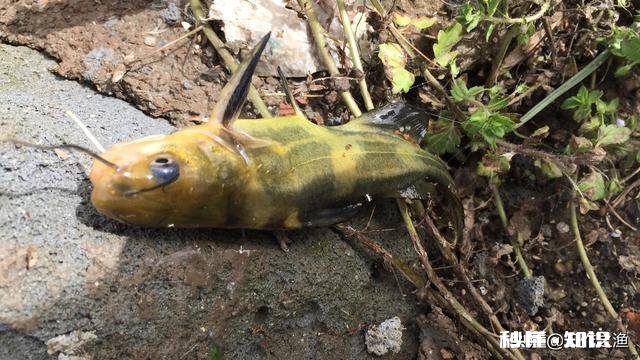 急流水野钓黄辣丁，用固定铅坠钓，还是跑铅坠钓好