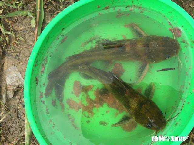 急流水野钓黄辣丁，用固定铅坠钓，还是跑铅坠钓好