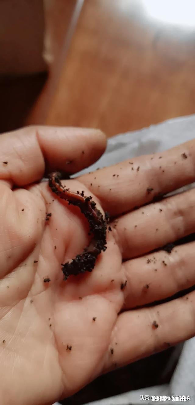 急流水野钓黄辣丁，用固定铅坠钓，还是跑铅坠钓好