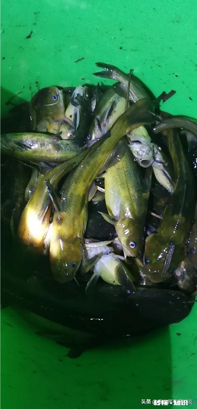 急流水野钓黄辣丁，用固定铅坠钓，还是跑铅坠钓好