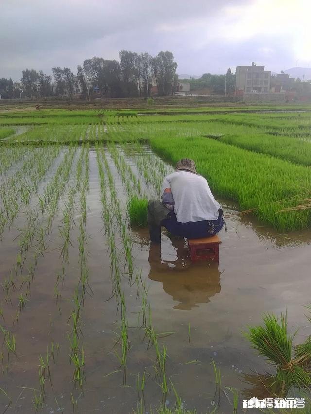 乡村学校该不该给学生放农忙假