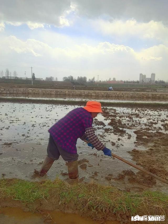 乡村学校该不该给学生放农忙假