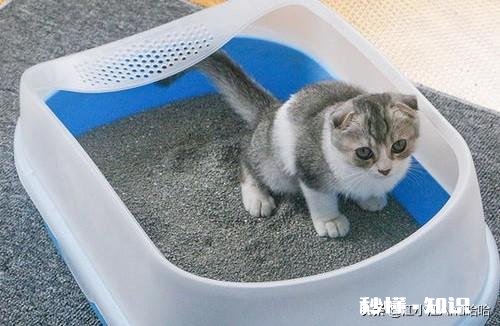 原本会在猫砂盆里上厕所，最近都在床上尿尿了，请问是什么情况