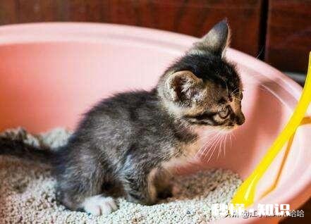 原本会在猫砂盆里上厕所，最近都在床上尿尿了，请问是什么情况