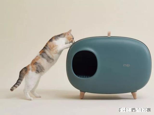 原本会在猫砂盆里上厕所，最近都在床上尿尿了，请问是什么情况