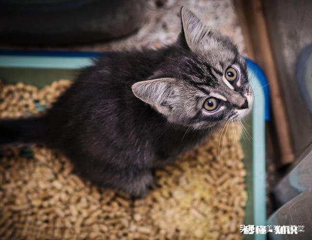 原本会在猫砂盆里上厕所，最近都在床上尿尿了，请问是什么情况