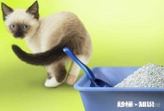 原本会在猫砂盆里上厕所，最近都在床上尿尿了，请问是什么情况