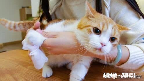 原本会在猫砂盆里上厕所，最近都在床上尿尿了，请问是什么情况