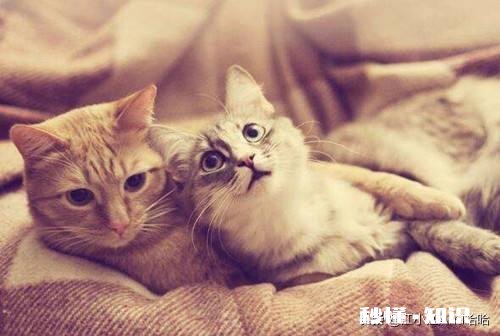 原本会在猫砂盆里上厕所，最近都在床上尿尿了，请问是什么情况