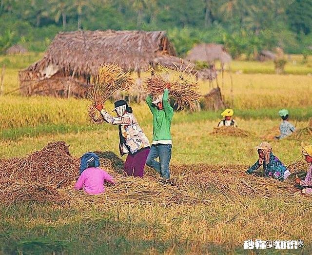 农民种地收入低的原因是什么如何解决