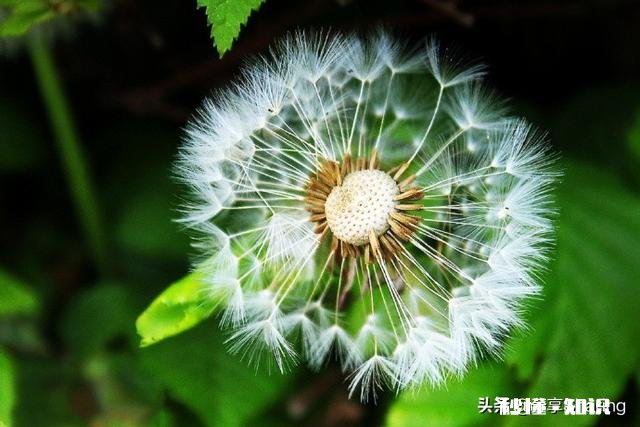 蒲公英种植技术有哪些