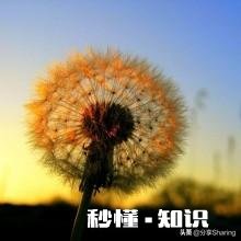 蒲公英种植技术有哪些