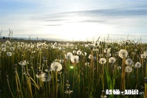 蒲公英种植技术有哪些