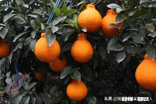 哪里可以直接买到从果园直接发货的水果