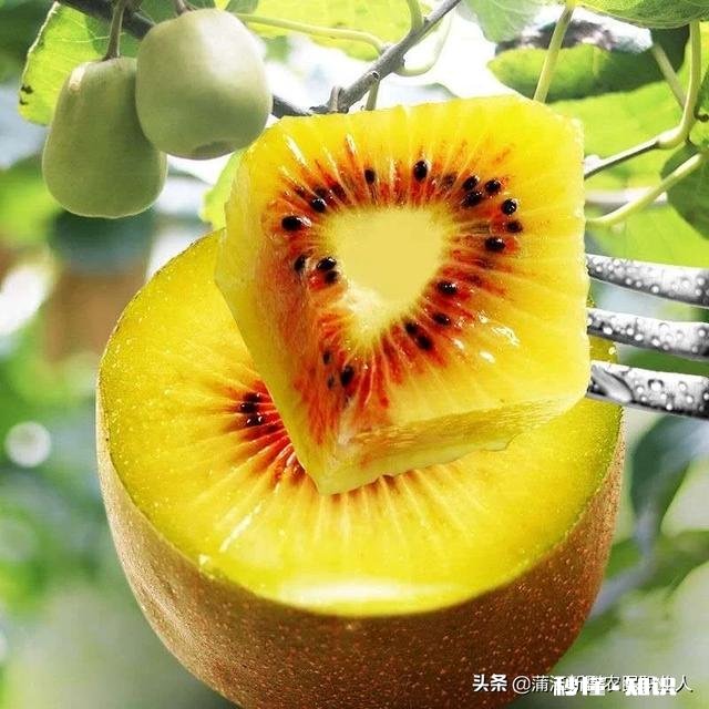 哪里可以直接买到从果园直接发货的水果