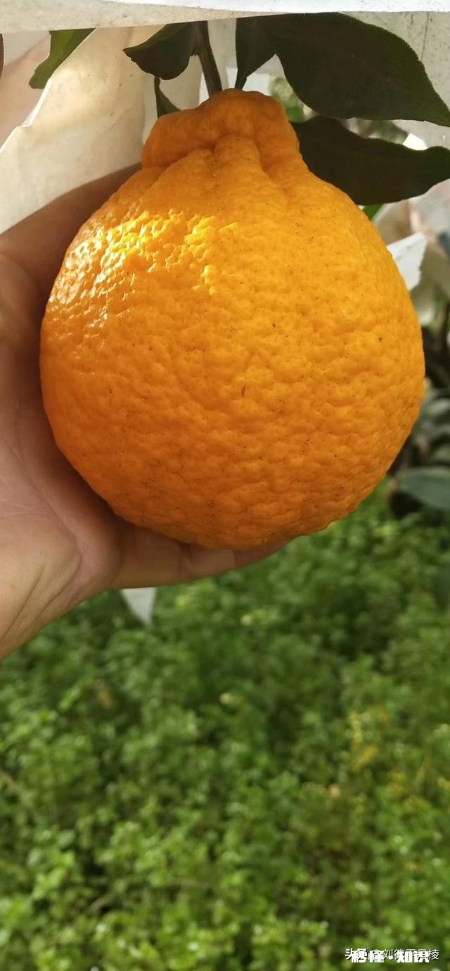 哪里可以直接买到从果园直接发货的水果