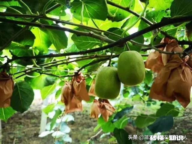 哪里可以直接买到从果园直接发货的水果