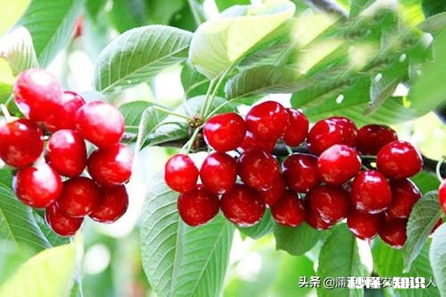 哪里可以直接买到从果园直接发货的水果