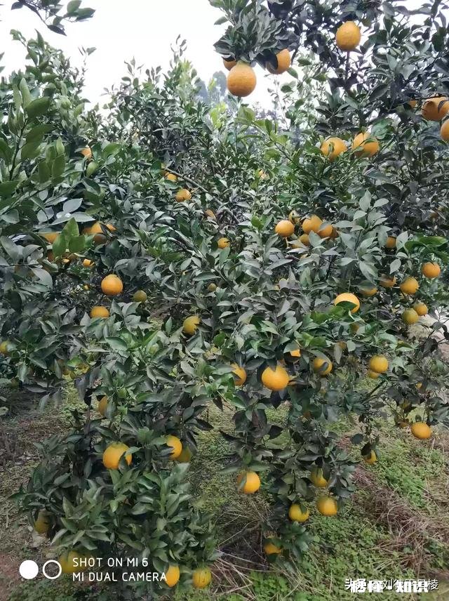 哪里可以直接买到从果园直接发货的水果