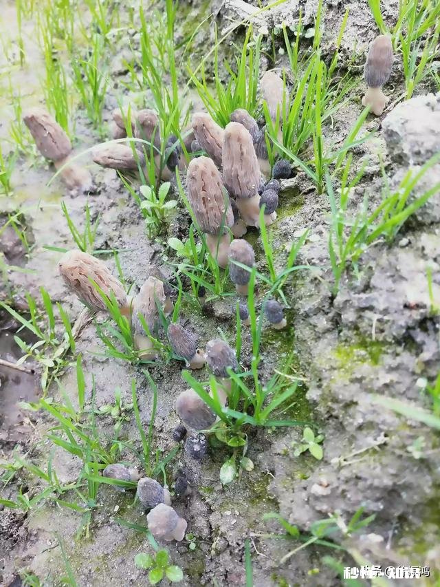 哪里可以直接买到从果园直接发货的水果