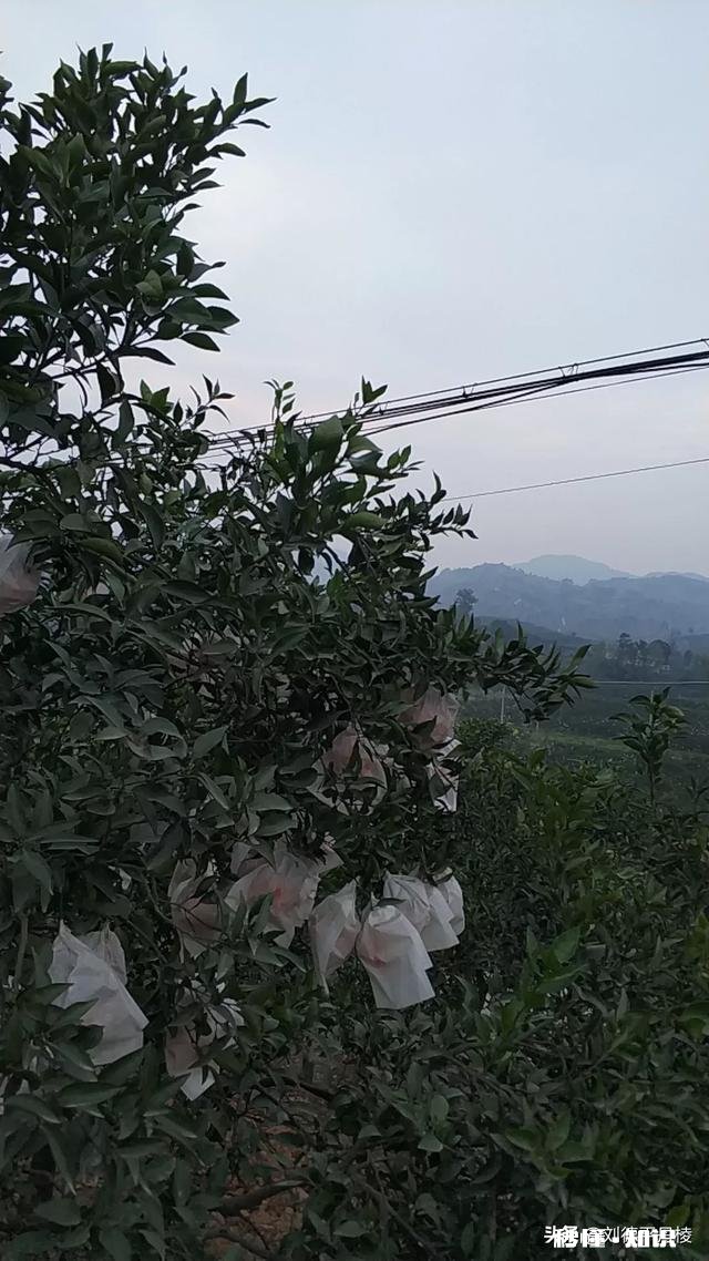 哪里可以直接买到从果园直接发货的水果