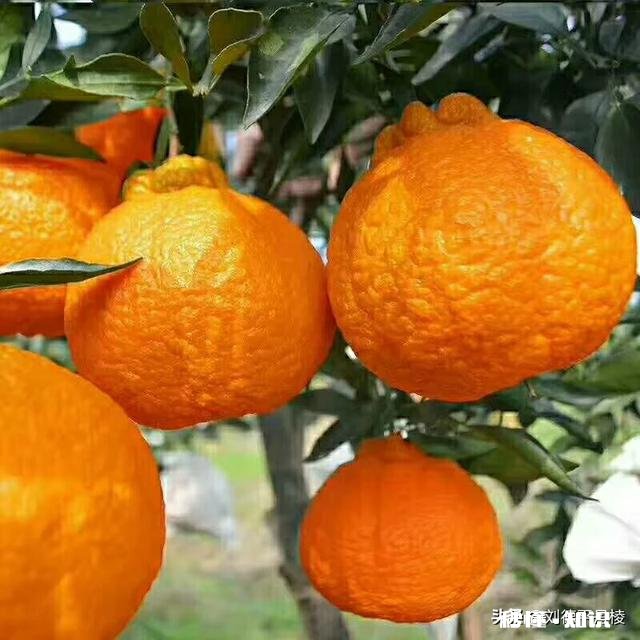 哪里可以直接买到从果园直接发货的水果