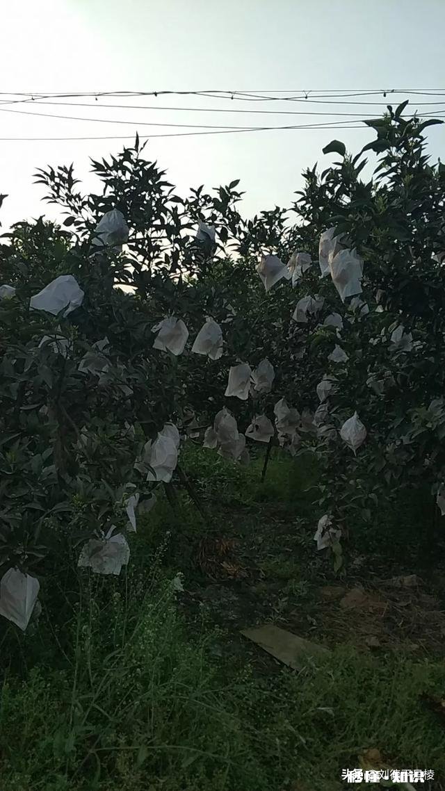 哪里可以直接买到从果园直接发货的水果