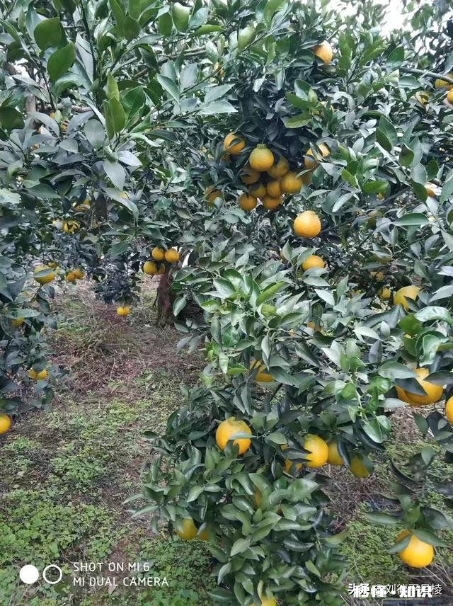 哪里可以直接买到从果园直接发货的水果