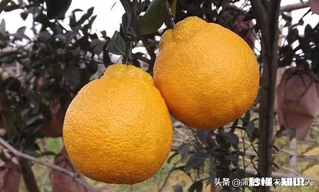 哪里可以直接买到从果园直接发货的水果