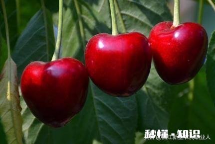 哪里可以直接买到从果园直接发货的水果