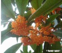 干桂花泡水冷却后变成橙红色正常吗