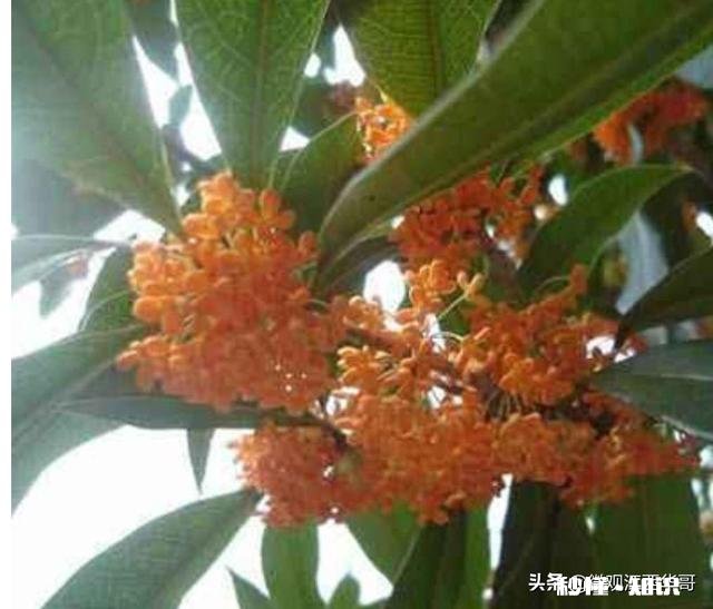 干桂花泡水冷却后变成橙红色正常吗