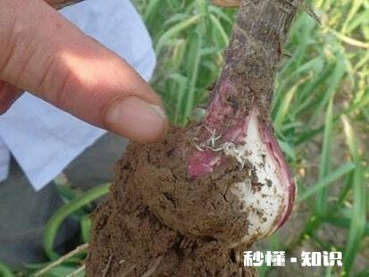 大蒜红尖是什么原因