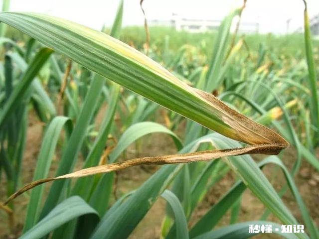 大蒜红尖是什么原因