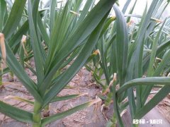 大蒜红尖是什么原因