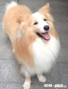 养德牧之后你的生活有什么变化吗