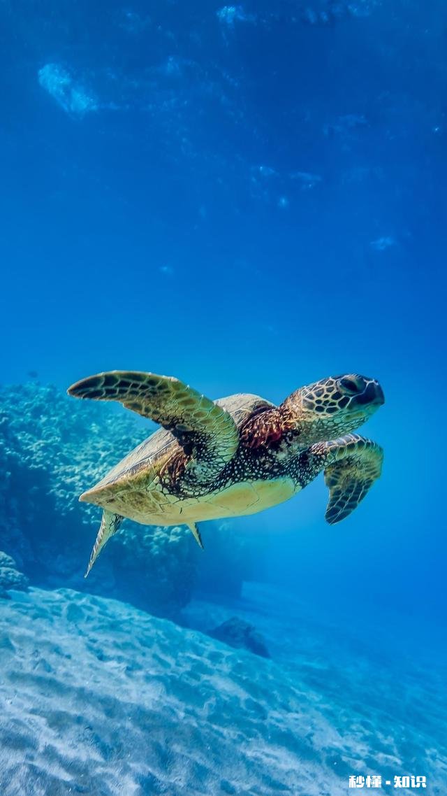 悟空问答个人成就最高的是哪位创作者