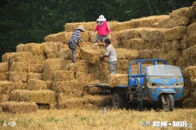 农村的秸秆有什么好办法处理并且能增加收入