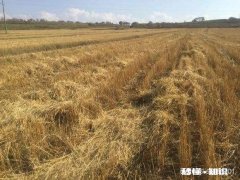 农村的秸秆有什么好办法处理并且能增加收入